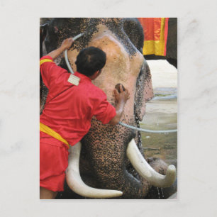 Elephant Bathtime ... Ayutthaya, Thailand Postcard