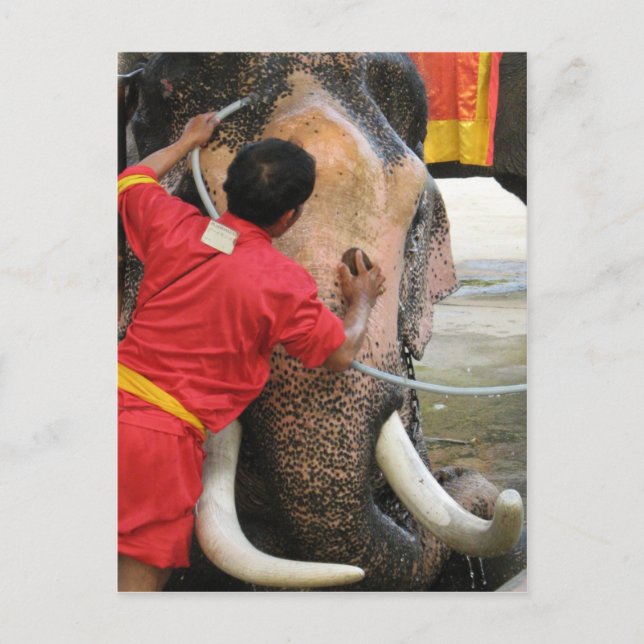 Elephant Bathtime ... Ayutthaya, Thailand Postcard (Front)