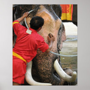 Elephant Bathtime ... Ayutthaya, Thailand Poster