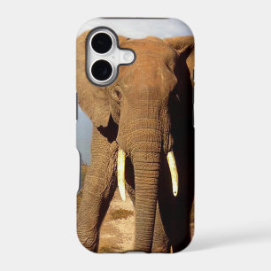 Elephant Beach Day Outing,