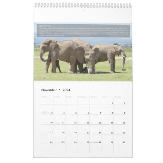 Elephant Behaviour Calendar