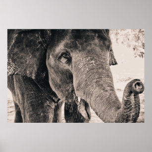 Elephant Black and White Africa Animals Poster