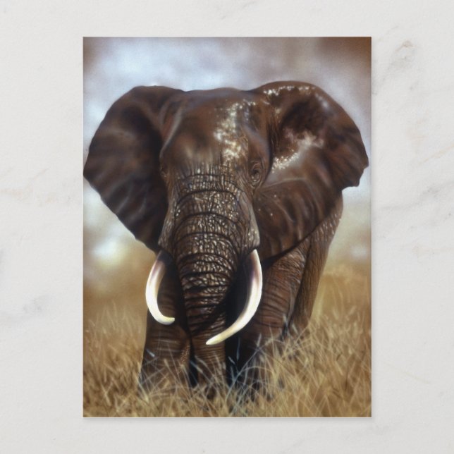 Elephant Bull Prints Postcards (Front)