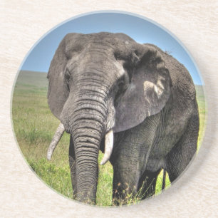 Elephant by Barb Craven_HDR Print.jpg Coaster
