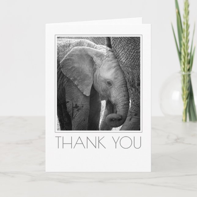 Elephant Calf Staying Close Thank You Card (Front)