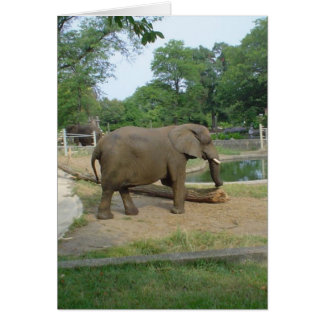 Elephant Card!