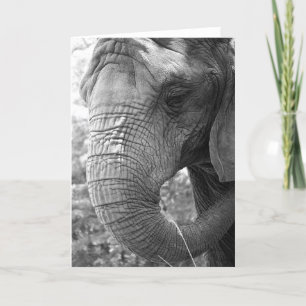 Elephant Card
