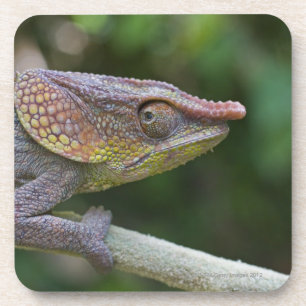 Elephant chameleon, Madagascar Coaster