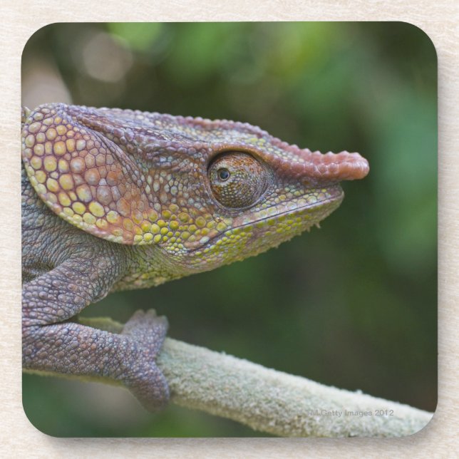 Elephant chameleon, Madagascar Coaster (Front)