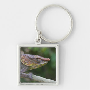 Elephant chameleon, Madagascar Key Ring