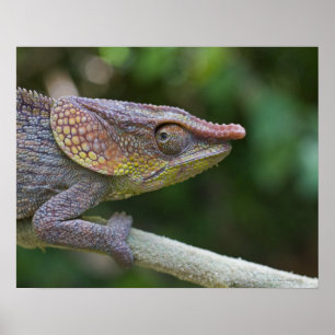 Elephant chameleon, Madagascar Poster
