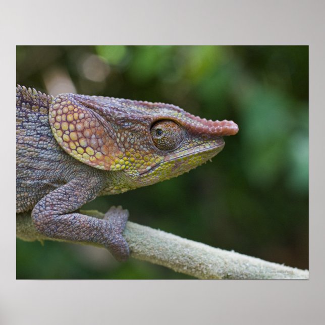 Elephant chameleon, Madagascar Poster (Front)