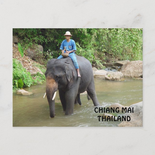 Elephant Chiang Mai Postcard (Front)