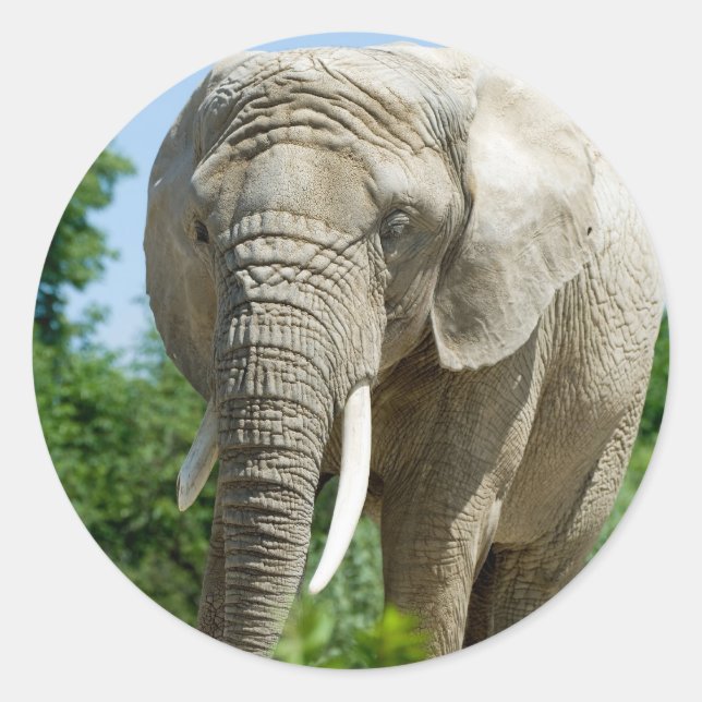Elephant Classic Round Sticker (Front)