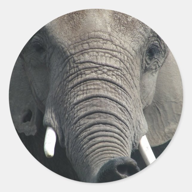 Elephant Classic Round Sticker (Front)