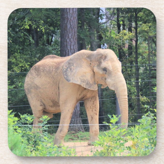Elephant Coaster (Front)