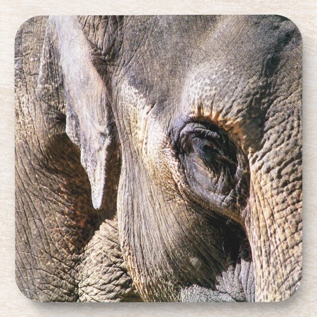 ELEPHANT COASTER (Front)