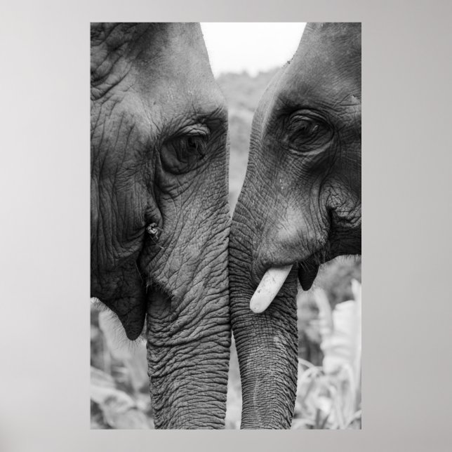 ELEPHANT COUPLE POSTER (Front)