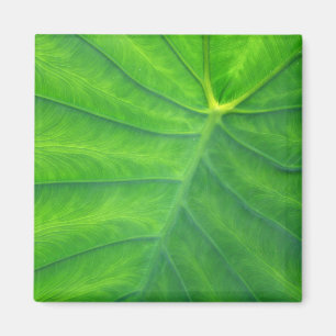 Elephant Ears - Colocasia Magnet