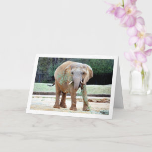 Elephant Eating Card
