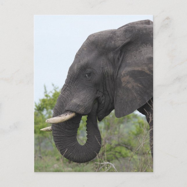 Elephant Eating Postcard (Front)