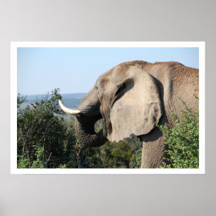 Elephant Eating, South Africa Poster