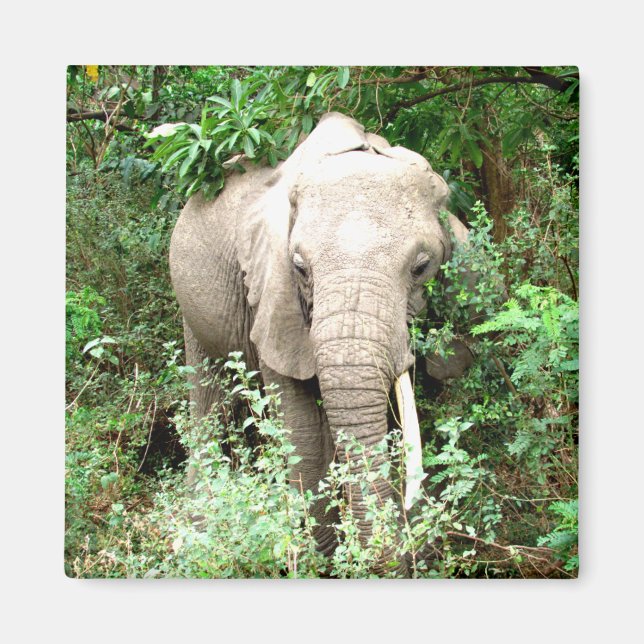 elephant emerge magnet (Front)