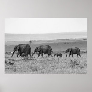 ELEPHANT FAMILY BLACK & WHITE POSTER