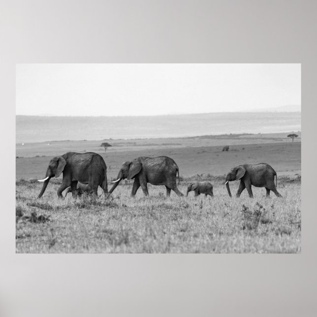 ELEPHANT FAMILY BLACK & WHITE POSTER (Front)