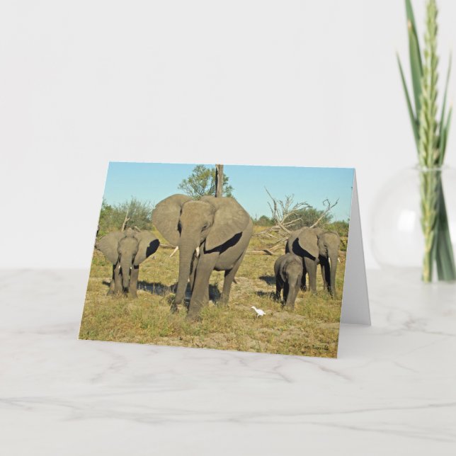 ELEPHANT FAMILY  CARD (Front)