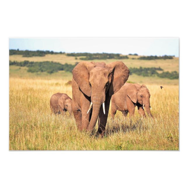 Elephant family in the bushes photo print (Front)