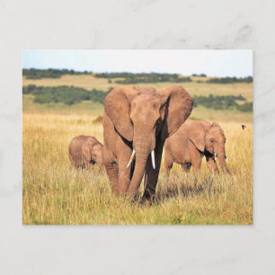 Elephant family in the bushes postcard
