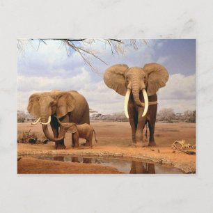 Elephant Family Postcard