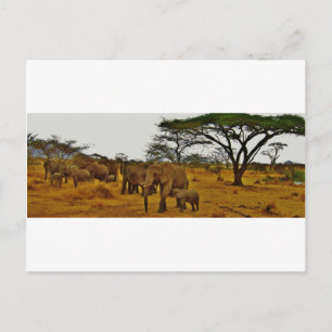 Elephant Family Postcard