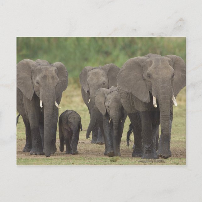Elephant Family Postcard (Front)