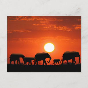 Elephant family postcard