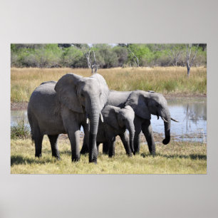 Elephant family poster