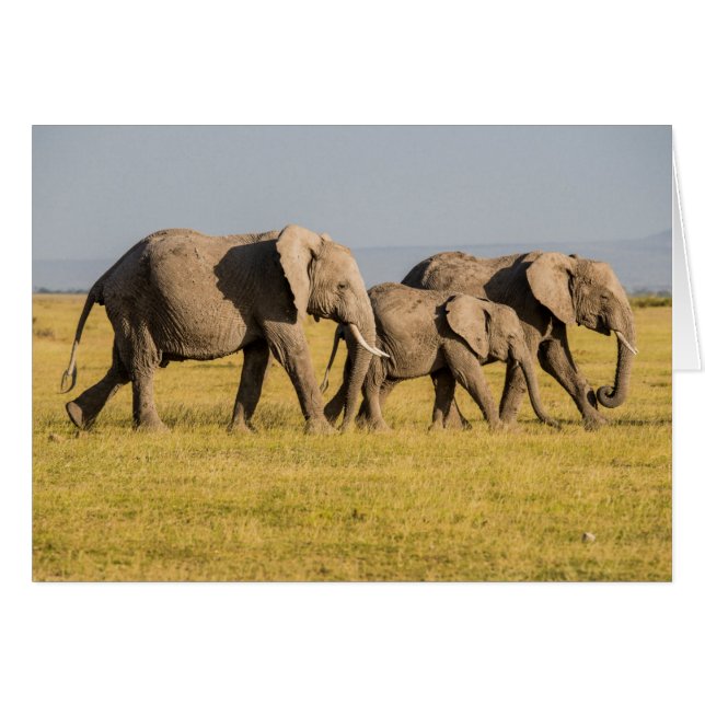 Elephant Family Walking (Front Horizontal)