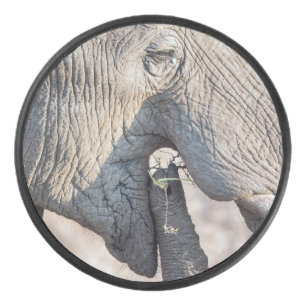 Elephant feeding hockey puck