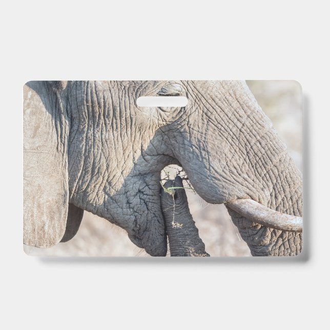 Elephant feeding ID badge (Front)