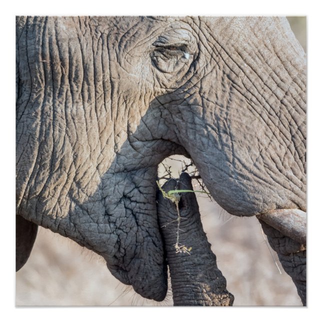 Elephant feeding poster (Front)