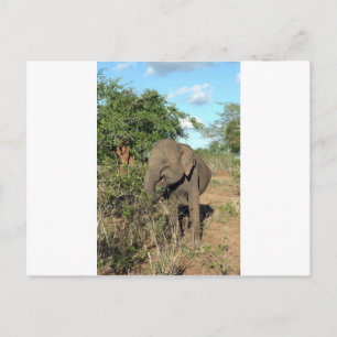 Elephant feeding Uda Walawe National park Postcard