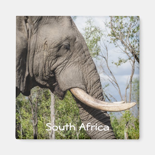 Elephant Fridge Magnet - South Africa (Front)
