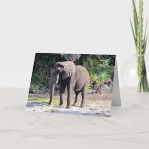 Elephant Greeting Card