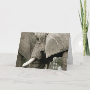 Elephant  Greeting Card
