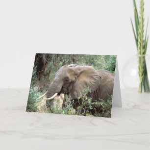 Elephant Greeting Card