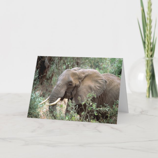 Elephant Greeting Card (Front)