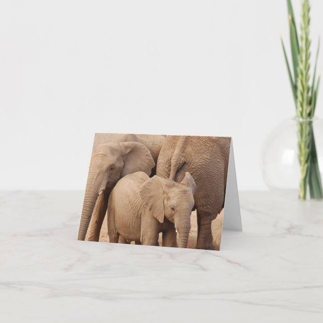 Elephant Greeting Card - Blank (Front)