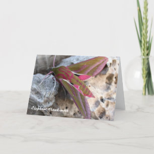 Elephant Hawk-moth Greetings Card