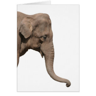 Elephant head